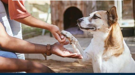 Support Absolute Pets' Mandela Day Pet Donation Drive!